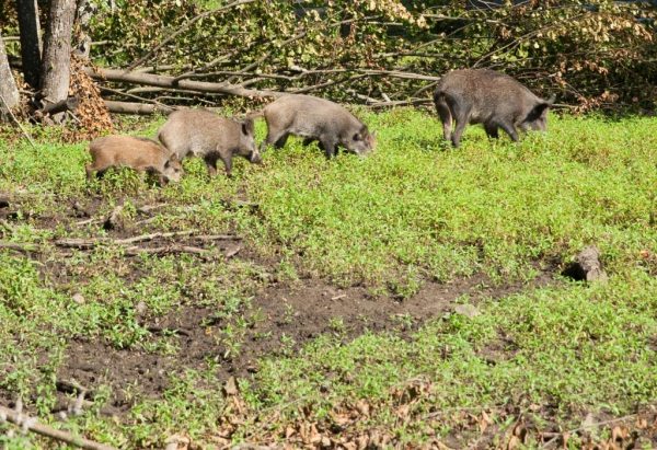 Jagd-Wochenende Jagd-Wochenende Jagd-Wochenende Jagd-Wochenende Jagd-Wochenende