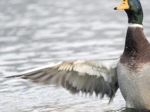 offerta per lacaccia alle anatre in Croazia