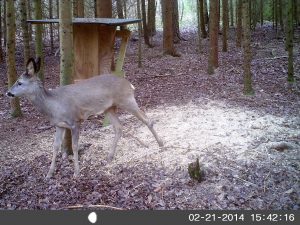 Kamera Waldkauz, 5MP Basic